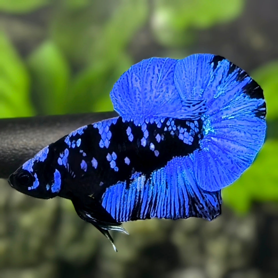 Avatar Blackstar Blue Over HMPK Betta Fish Male