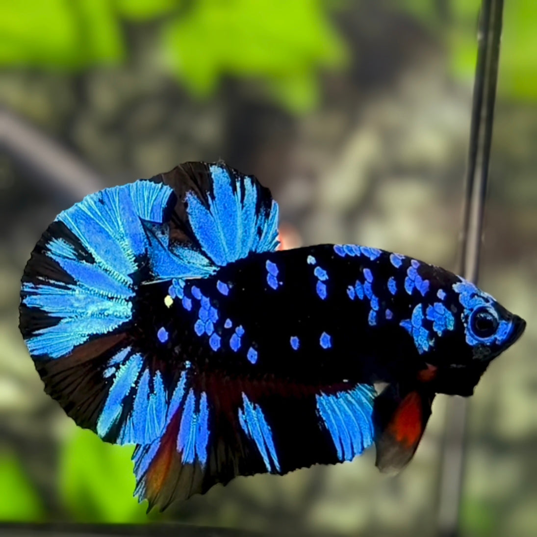 Avatar Blackstar Turquoise HMPK Betta Fish Male