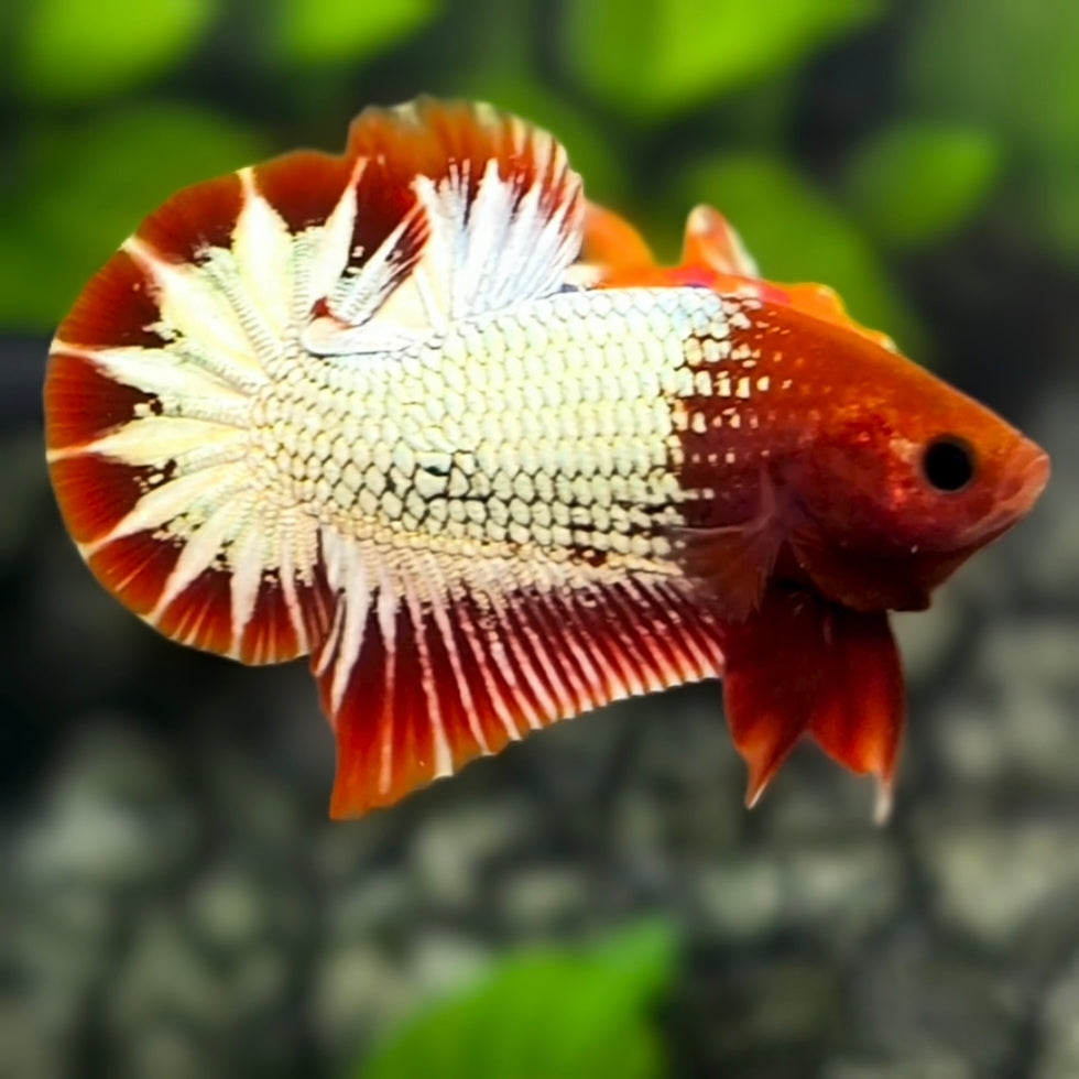 Red Head Fancy Copper Startail Over HMPK Betta Fish Male