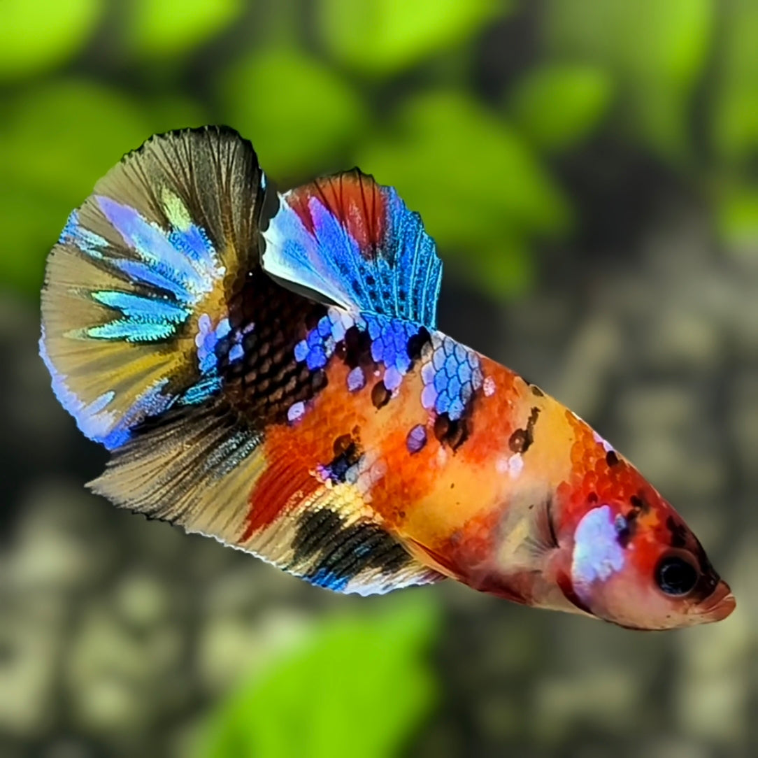 Yellowbase Multicolor Galaxy HMPK Betta Fish Female For Sorority / Breed