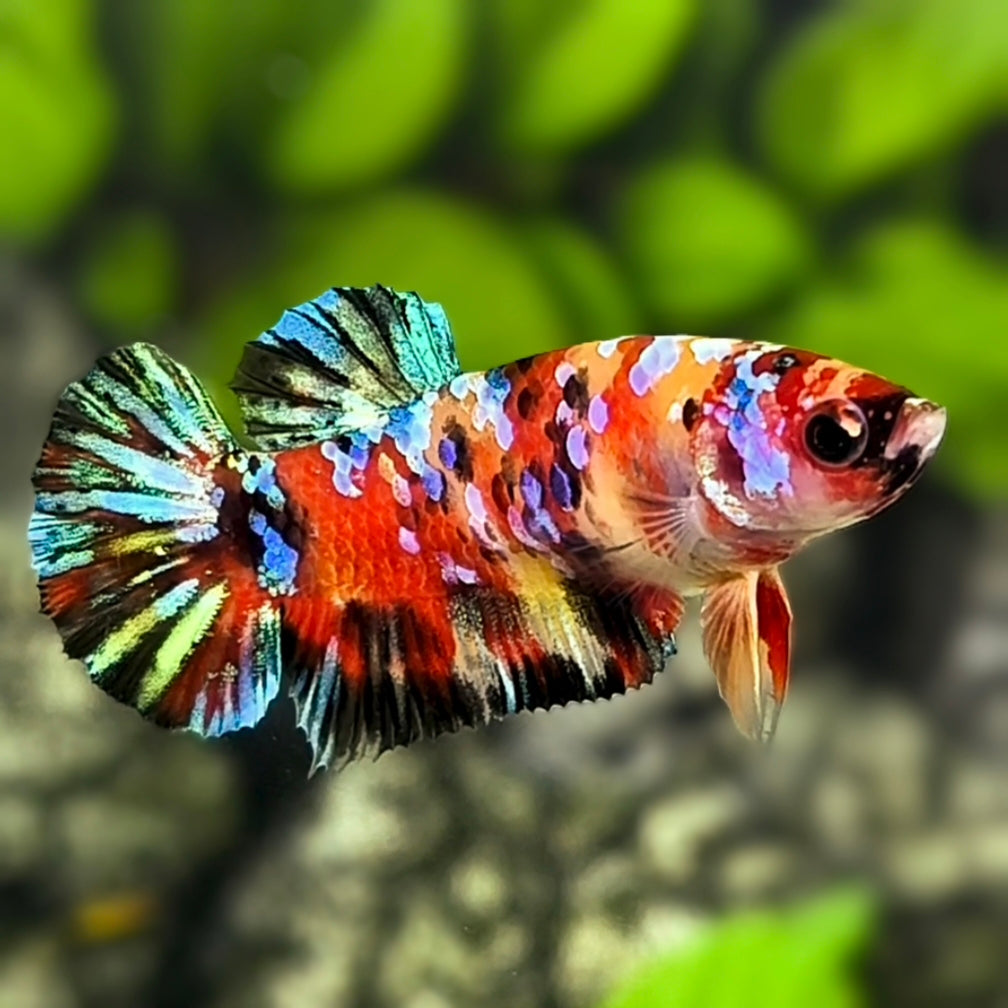 Multicolor Galaxy HMPK Betta Fish Female For Sorority / Breed