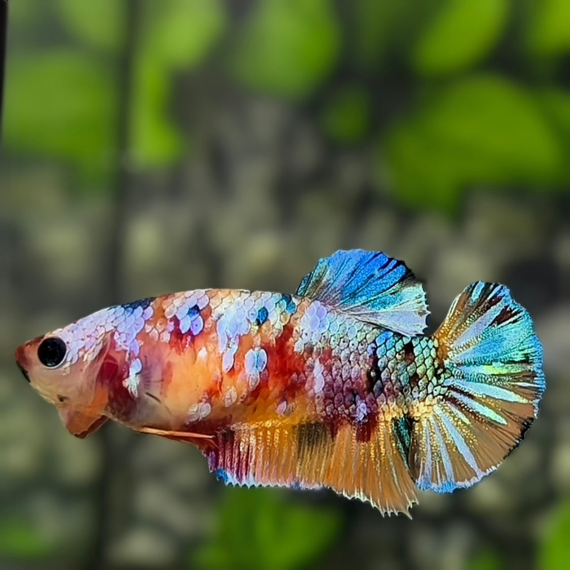 Multicolor Galaxy HMPK Betta Fish Female For Sorority / Breed