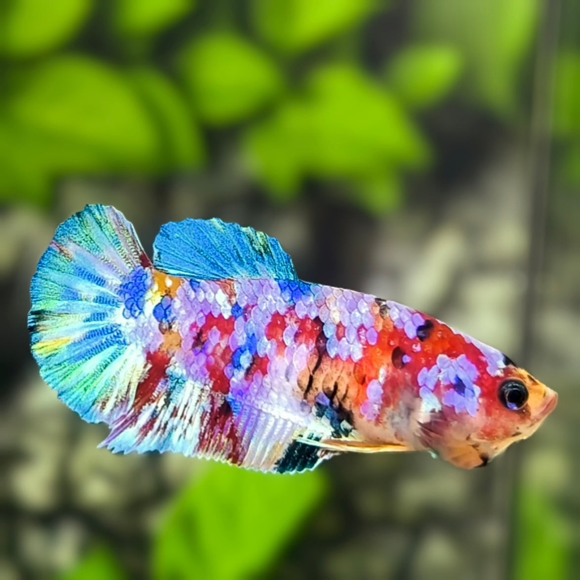 Multicolor Galaxy HMPK Betta Fish Female For Sorority / Breed