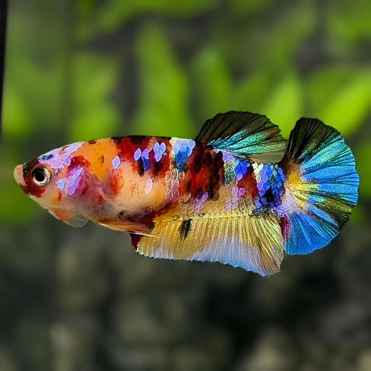 Multicolor Galaxy HMPK Betta Fish Female For Sorority / Breed