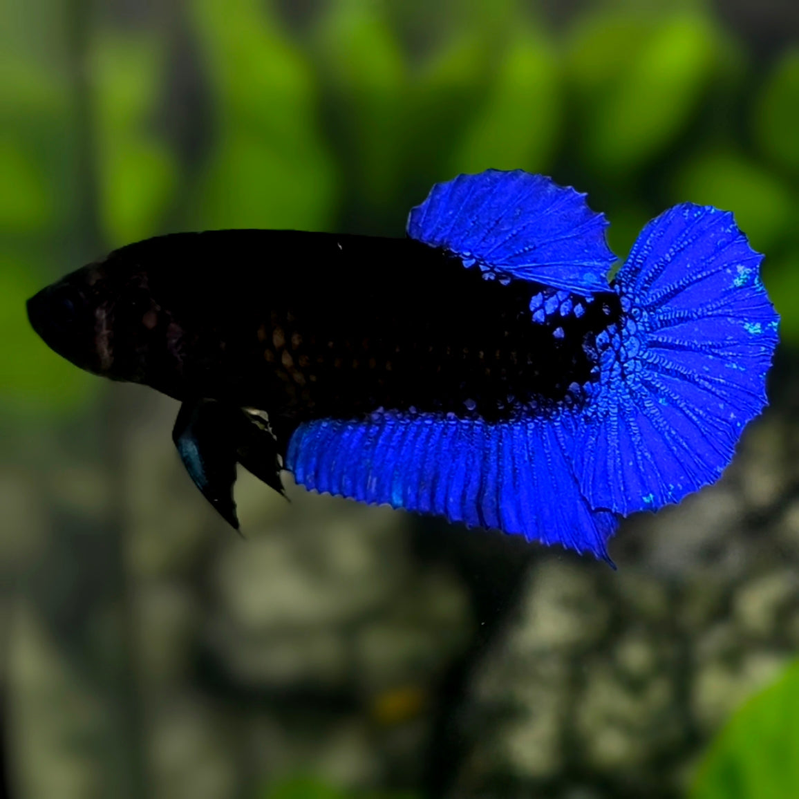 Blue Black Light HMPK Betta Fish Female For Sorority / Breed