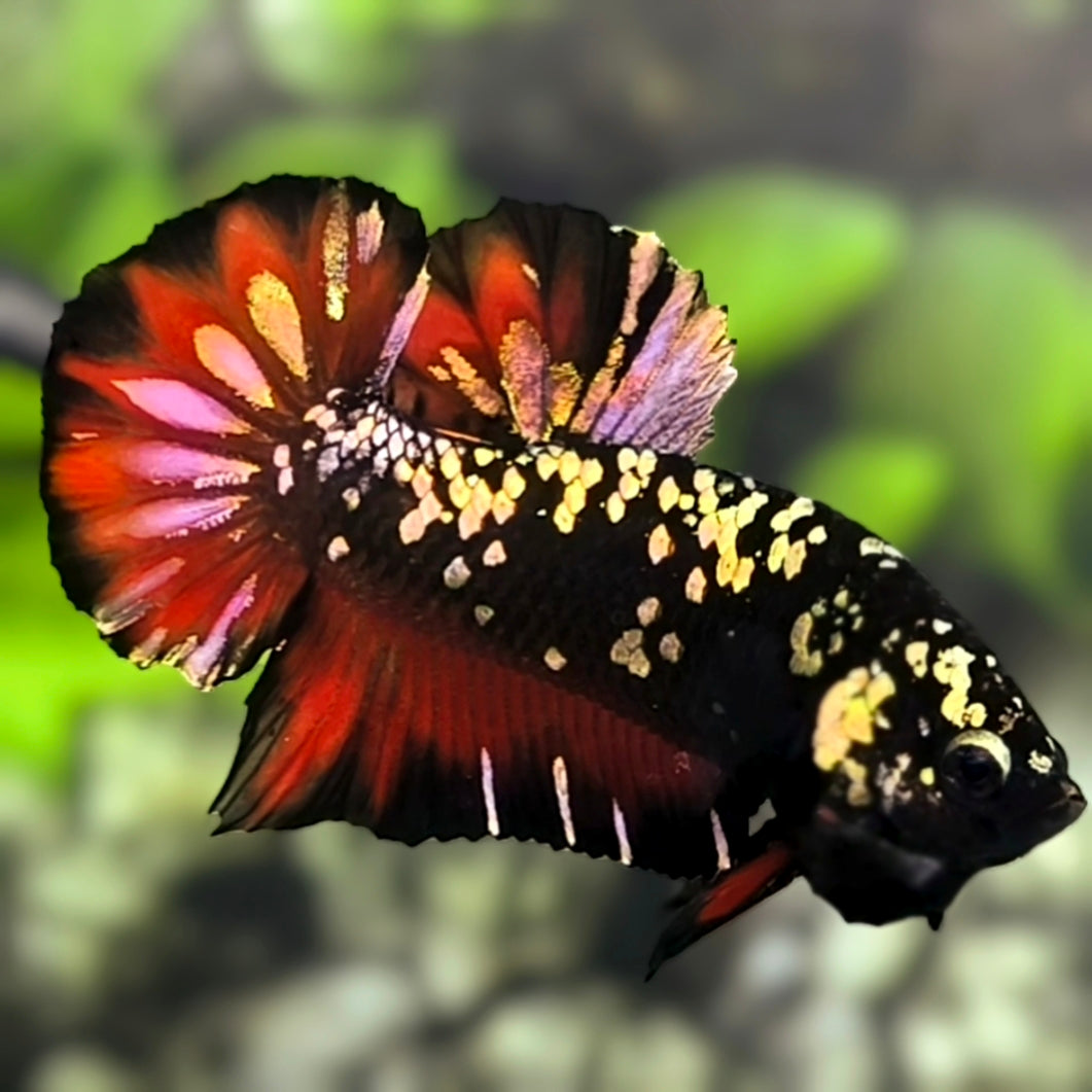 Avatar Blackstar Red Vampire Copper Gold HMPK Betta Fish Male