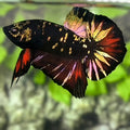 Avatar Blackstar Red Copper Gold HMPK Betta Fish Male