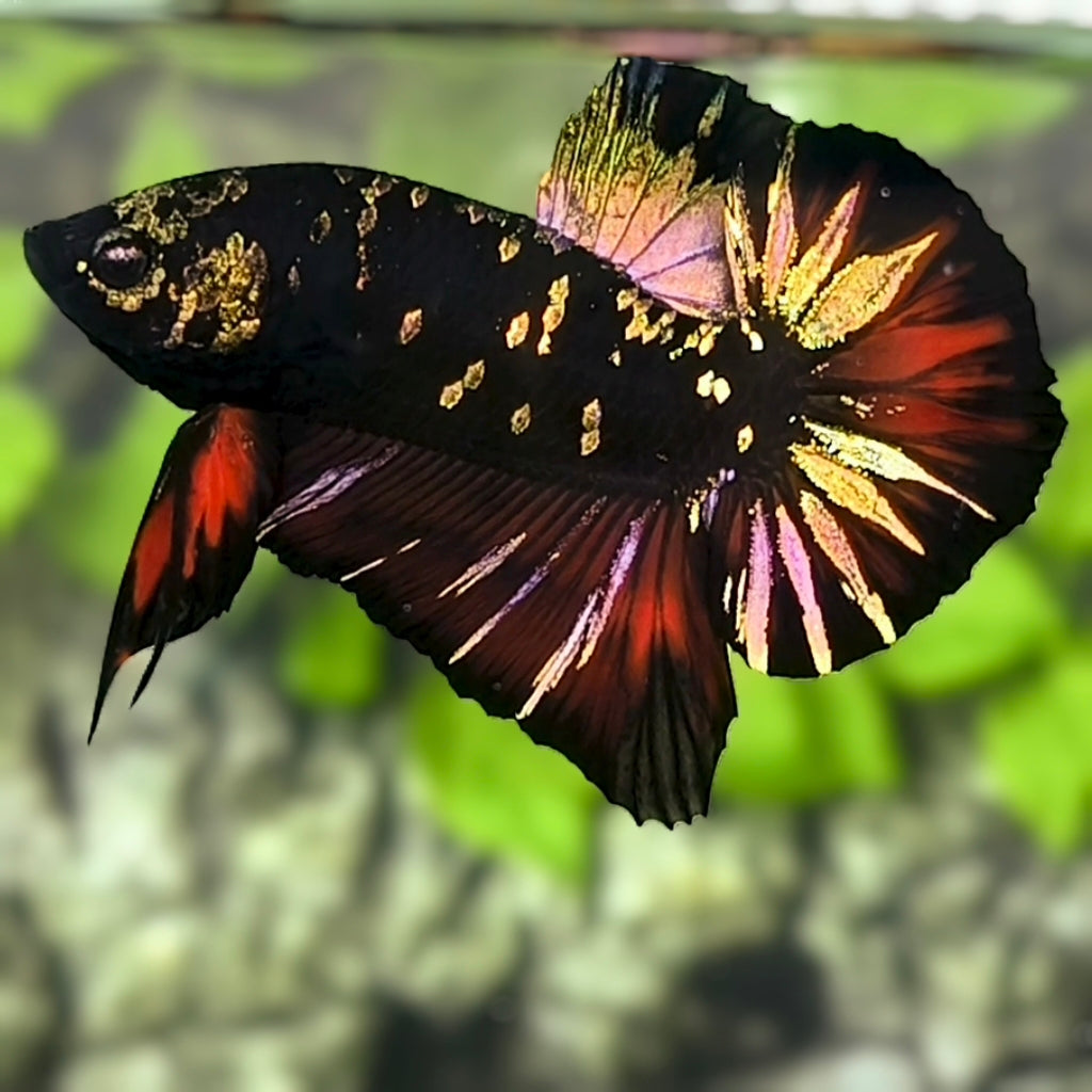 Avatar Blackstar Red Copper Gold HMPK Betta Fish Male
