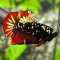 Avatar Blackstar Red Vampire Gold HMPK Betta Fish Male