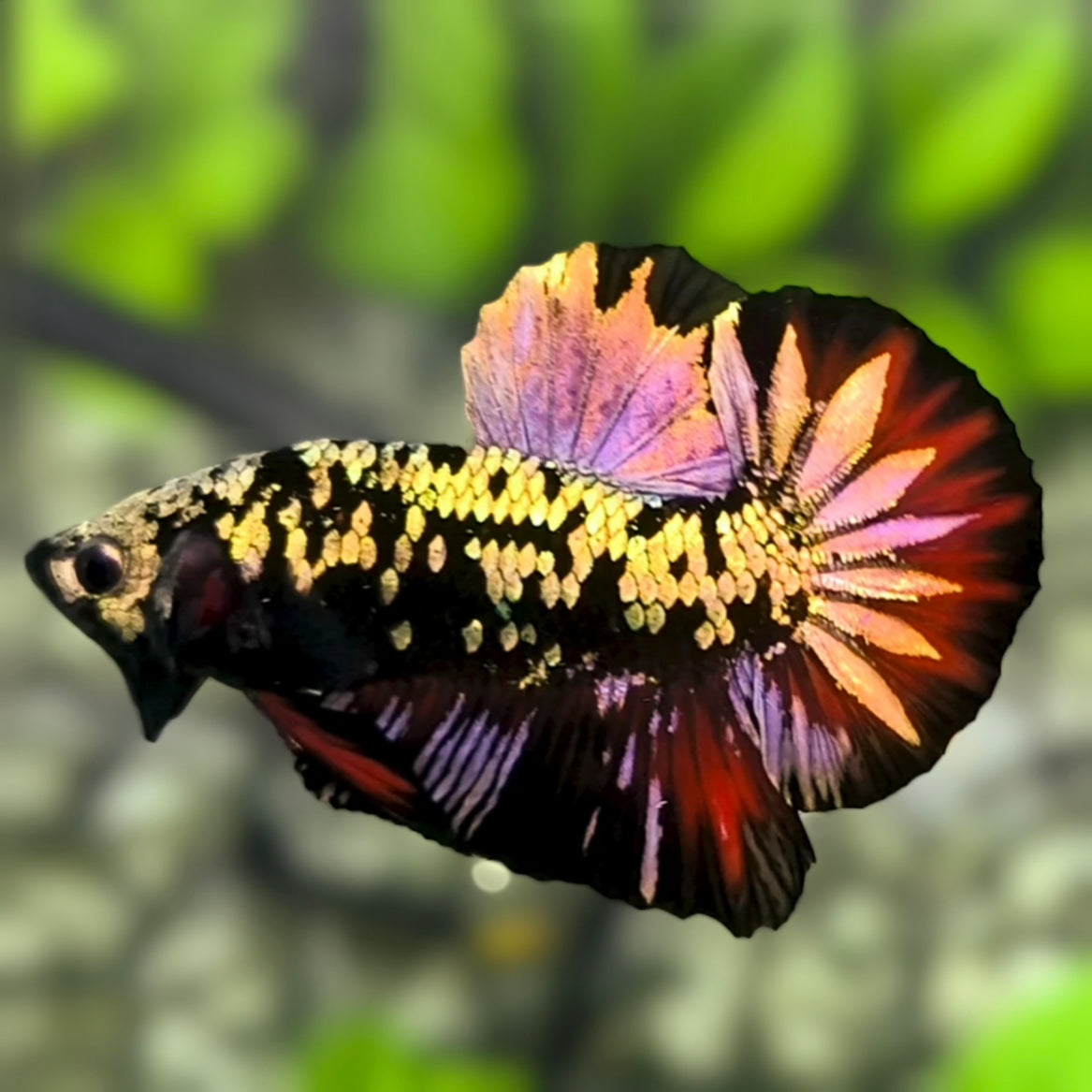 Avatar Red Copper Gold HMPK Betta Fish Male