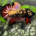 Avatar Red Copper Gold HMPK Betta Fish Male