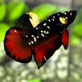 Avatar Blackstar Red Vampire Gold HMPK Betta Fish Male