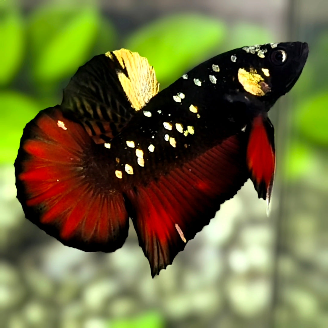 Avatar Blackstar Red Vampire Gold HMPK Betta Fish Male