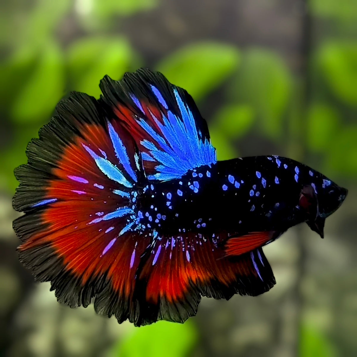 Avatar Blackstar Blue Red Rosetail Halfmoon Betta Fish Male