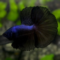 Black Melano Halfmoon Betta Fish Male