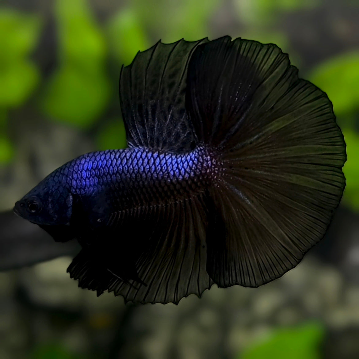 Black Melano Halfmoon Betta Fish Male #2