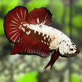 Red Samurai HMPK Betta Fish Male