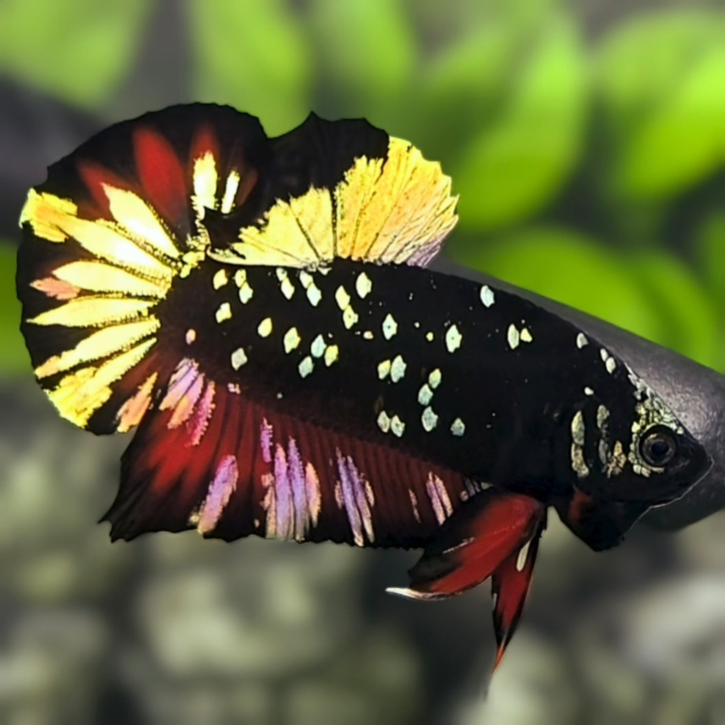 Avatar Blackstar Red Copper Gold HMPK Betta Fish Male