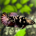 Avatar Copper Red HMPK Betta Fish Female For Sorority / Breed