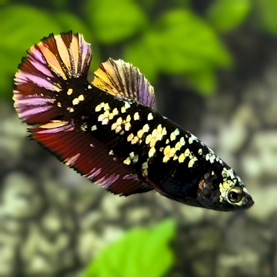 Avatar Red Vampire Red Gold HMPK Betta Fish Female For Sorority / Breed