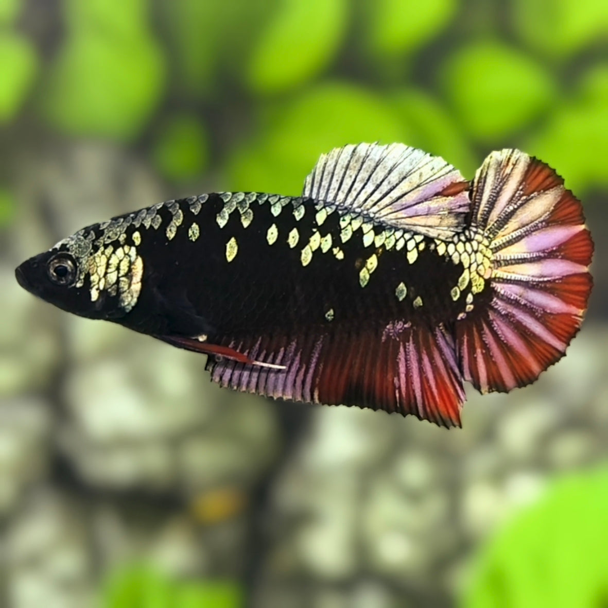 Avatar Blackstar Copper Red HMPK Betta Fish Female For Sorority / Breed
