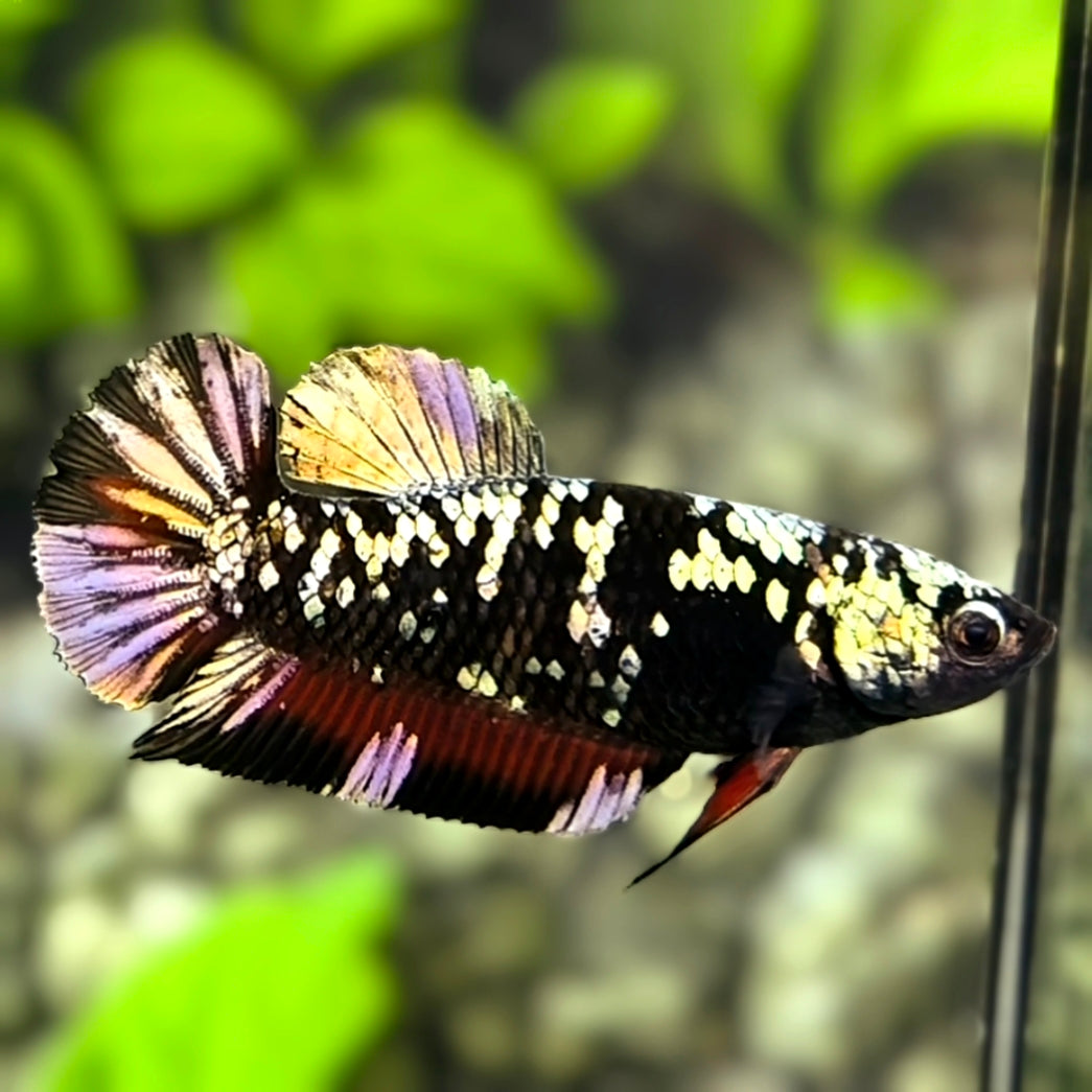 Avatar Copper Red HMPK Betta Fish Female For Sorority / Breed