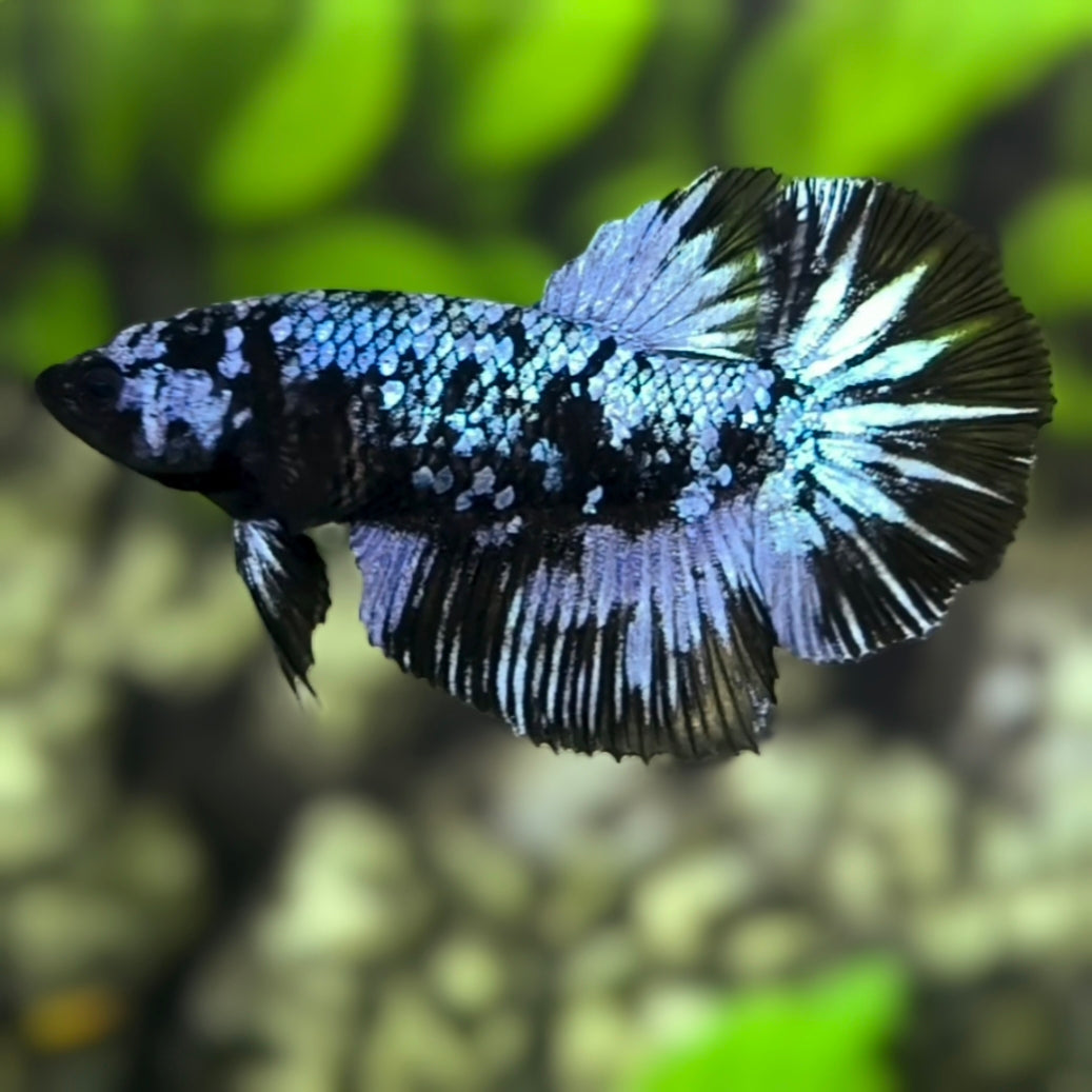 Avatar Blackstar Grey Halfmoon Betta Fish Female For Sorority / Breed