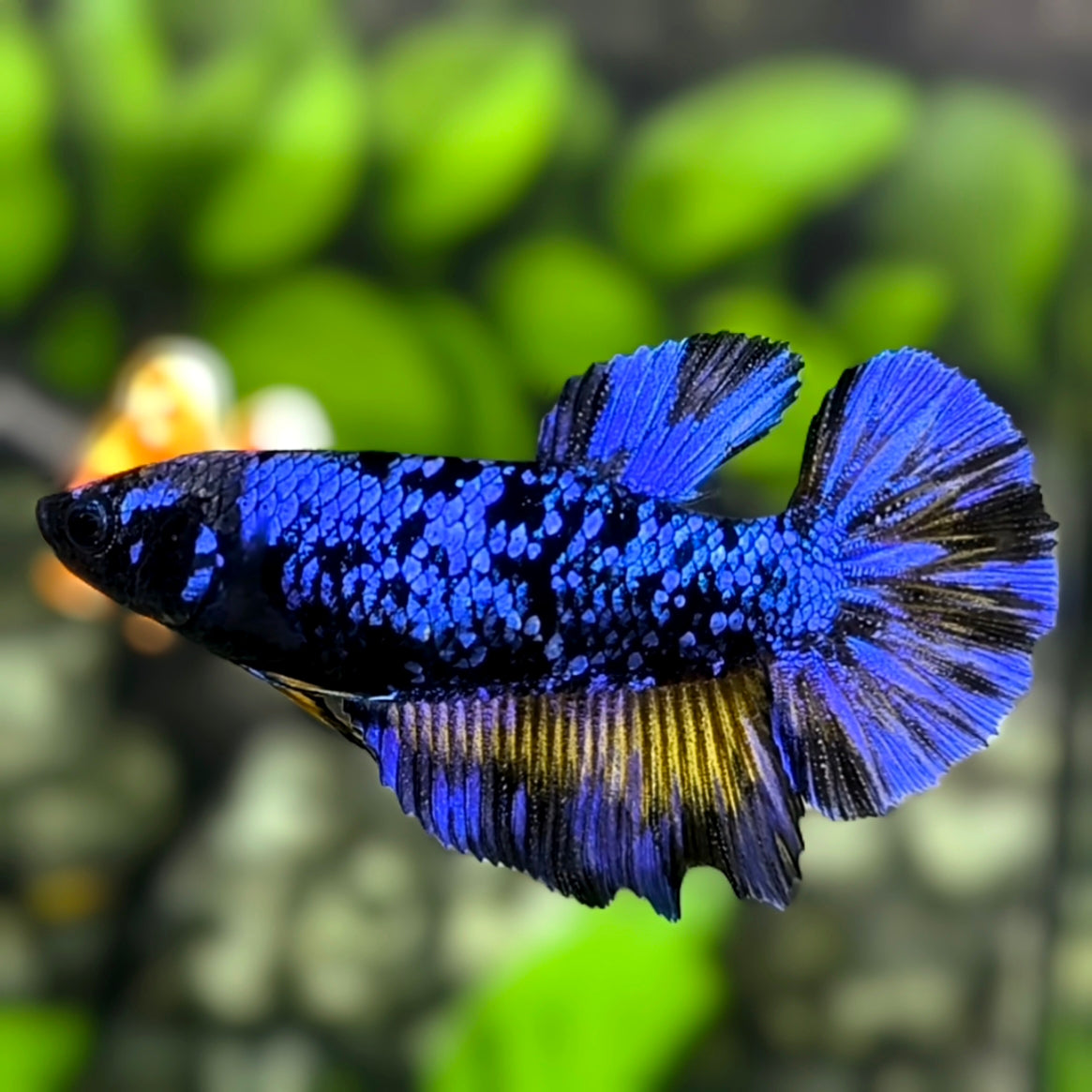 Avatar Blackstar Blue Mustard Halfmoon Betta Fish Female For Sorority / Breed