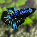 Avatar Blackstar Turquoise Halfmoon Betta Fish Female For Sorority / Breed
