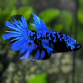 Avatar Blackstar Blue Halfmoon Betta Fish Female For Sorority / Breed