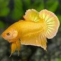 Solid Super Gold 24K HMPK Betta Fish Male #4