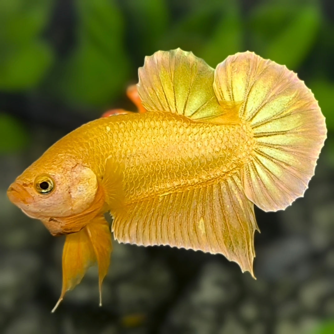 Solid Super Gold 24K HMPK Betta Fish Male #4