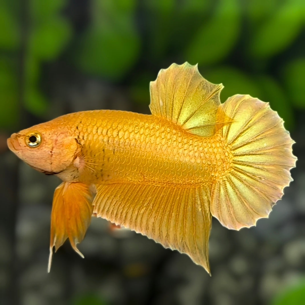 Solid Super Gold 24K HMPK Betta Fish Male #5