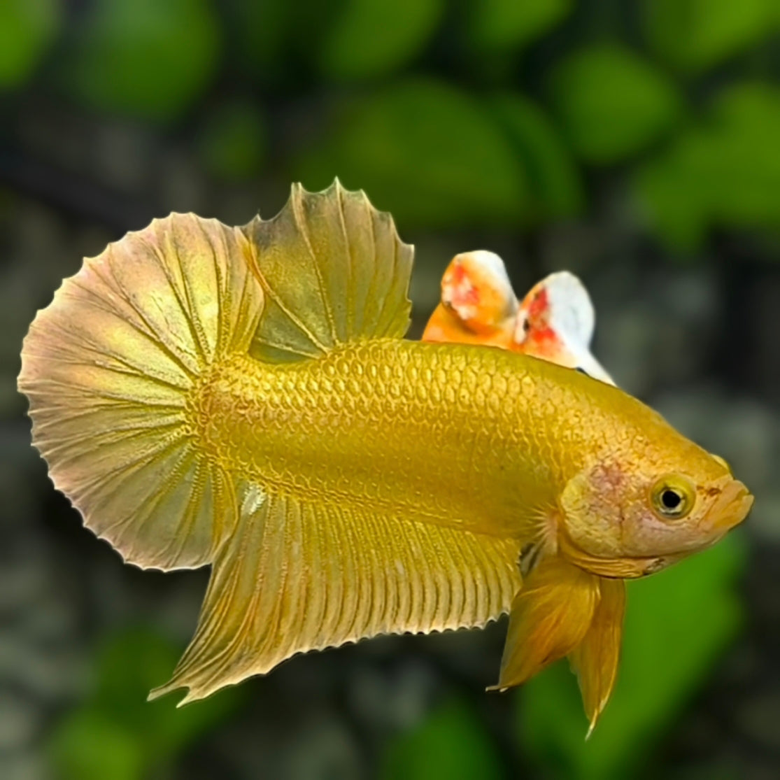 Solid Super Gold 24K HMPK Betta Fish Male #6