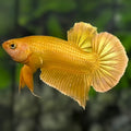 Solid Super Gold 24K HMPK Betta Fish Male #3