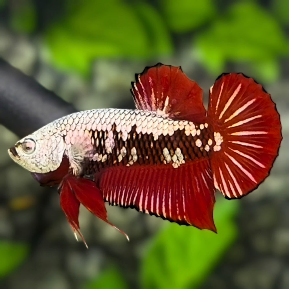 Red Samurai HMPK Betta Fish Male