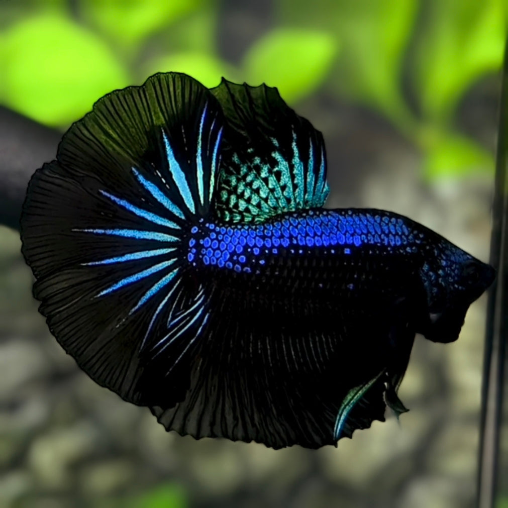Turquoise Green Samurai Halfmoon Betta Fish Male
