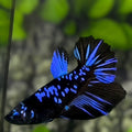 Avatar Blackstar Blue Halfmoon Betta Fish Female For Sorority / Breed