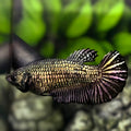 Black Copper HMPK Betta Fish Female For Sorority / Breed #1