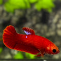 Red Hellboy HMPK Betta Fish Female For Sorority / Breed
