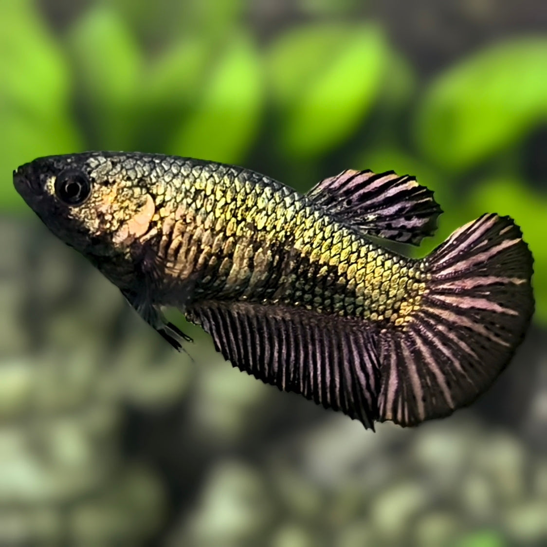 Black Copper HMPK Betta Fish Female For Sorority / Breed #2