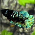Avatar Blackstar Green HMPK Betta Fish Female For Sorority / Breed