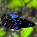 Avatar Blackstar Blue HMPK Betta Fish Female For Sorority / Breed