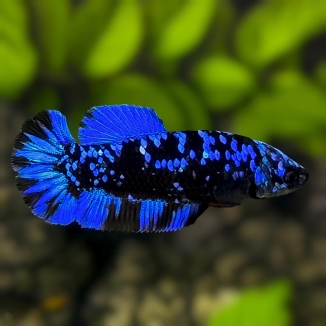 Avatar Blackstar Blue HMPK Betta Fish Female For Sorority / Breed