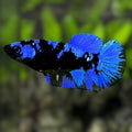 Avatar Blackstar Blue HMPK Betta Fish Female For Sorority / Breed