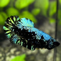 Avatar Blackstar Turquoise HMPK Betta Fish Female For Sorority / Breed