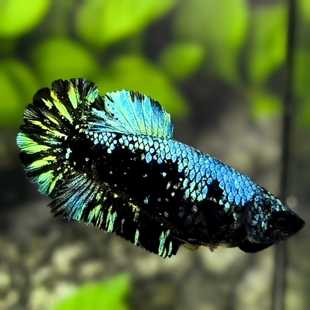 Avatar Blackstar Turquoise HMPK Betta Fish Female For Sorority / Breed