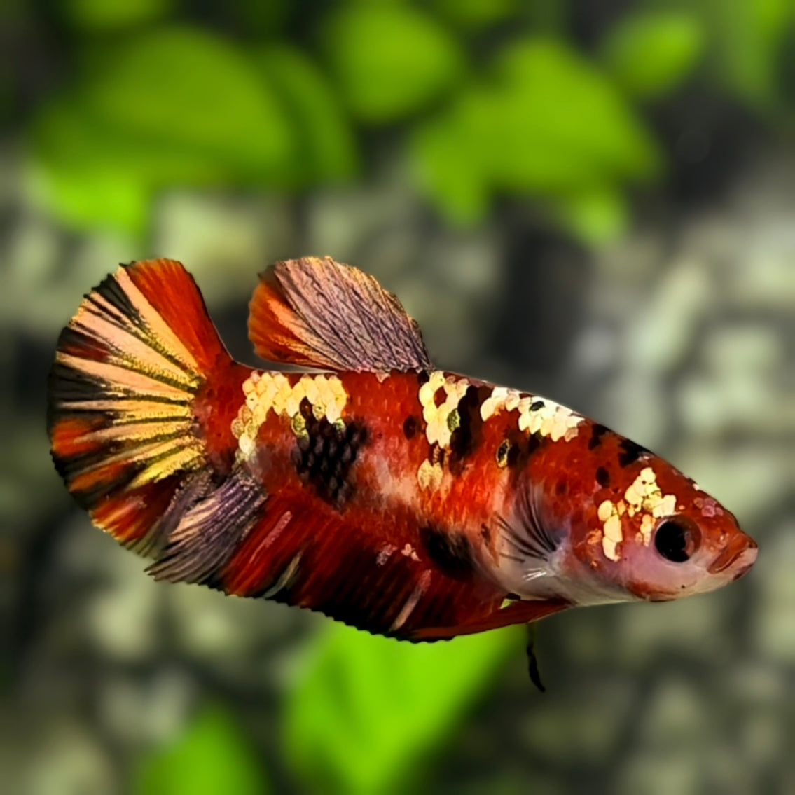 Red Koi Copper Gold Galaxy HMPK Betta Fish Female For Sorority / Breed #RKC
