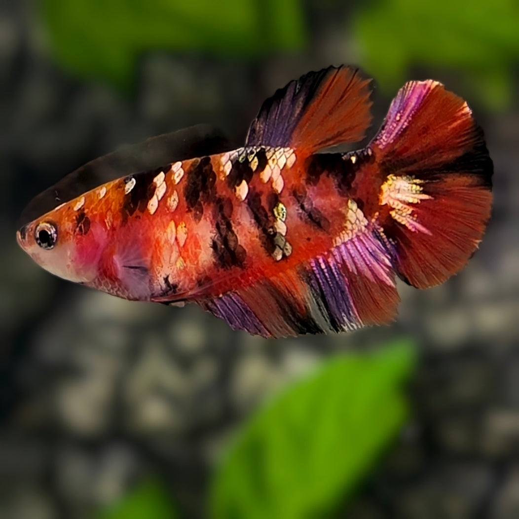 Red Koi Tiger Copper Gold Galaxy HMPK Betta Fish Female For Sorority / Breed #RKC