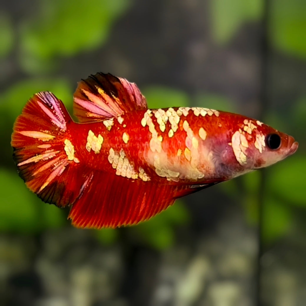 Red Koi Gold Galaxy HMPK Betta Fish Female For Sorority / Breed #RKC